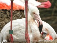 flamingo kuiken onder moeders vleugel 1