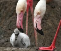 flamingo paar met jong