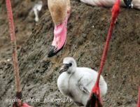 flamingo kuiken met ouders 3