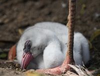 jonge flamingo slaapt