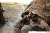 Galapagos schildpad baddertijd 1