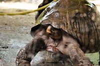 Galapagos schildpad baddertijd 2
