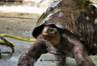 Galapagos schildpad baddertijd 4