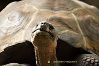 galapagos schildpad (2)