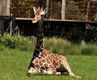giraf jong ligt