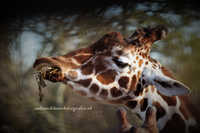 giraf ondergebit