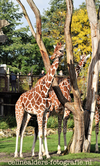 giraffes zijn elkaars spiegelbeeld