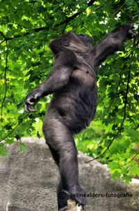 gorilla ballerina 1