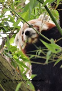 kleine panda achter bamboe 1