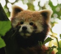 kleine panda 3