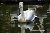 kroeskop pelikaan 2