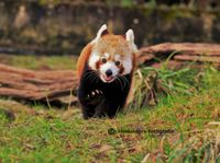 rode panda rennend