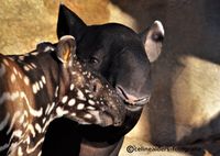 tapir moeder en dochter