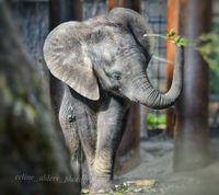 Bumi het Afrikaanse olifantje 2