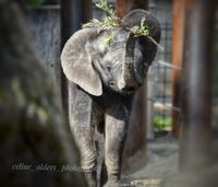 Bumi het Afrikaanse olifantje 1
