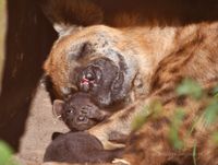 hyena moeder en jongen