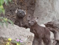 Hyena pups maand oud