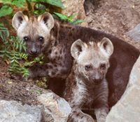 Hyena pups saampjes op de foto
