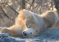 ijsbeer in sneeuw 2