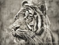 Sumatraanse tijger z/w