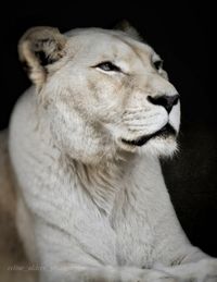 Witte leeuwin