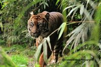 Sumatraanse tijger 3
