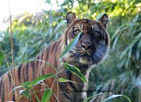 Sumatraanse tijger 1