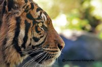 Sumatraanse tijger 2