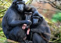 Nieuwsgierige baby makaak