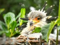 secretarisvogels jong in nest 2