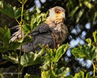 secretarisvogel jong in nest 2