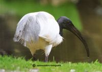 Zwartkop ibis