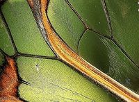 ultra macro vleugel van een glasvleugelvlinder