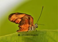 Tropische vlinder