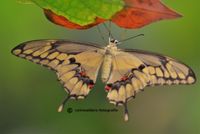 Papillo Thoas onderkant vleugels