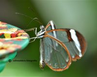 Glasvleugel vlinder 3