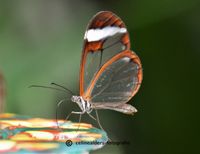 Glasvleugel vlinder 2